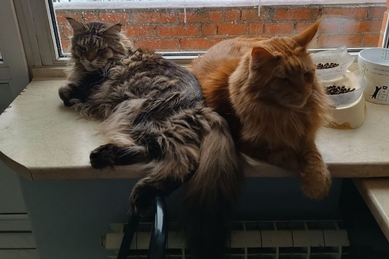 Поговори со мною, Мяу!