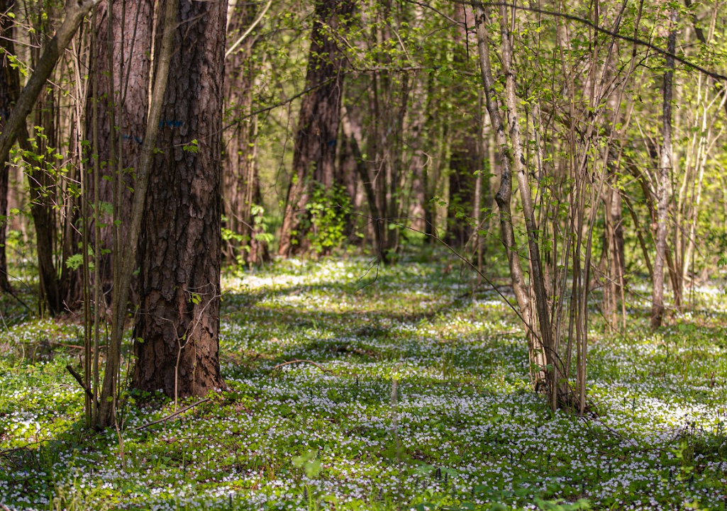 Сводка ЕДДС Одинцовского округа с 13 по 19 апреля