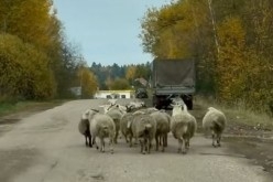 В Одинцовском округе на дорогу вышли бараны